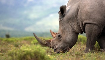 V Tanzánii uhynul zrejme najstarší nosorožec na svete
