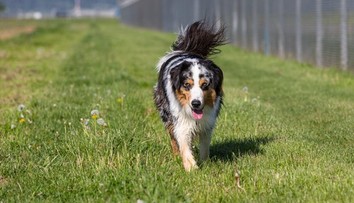 Kliešte ohrozujú aj psy. Ako ich chrániť a na čo si dať pozor?