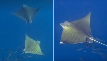 VIDEO: Jedinečný objav na Jadrane. Výskumníkom sa podarilo zachytiť roj vzácnych živočíchov