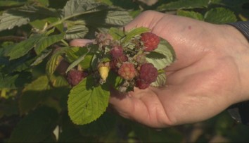 Záhradkári iba krútia hlavou. Nezvyčajne teplé počasie pomýlilo prírodu