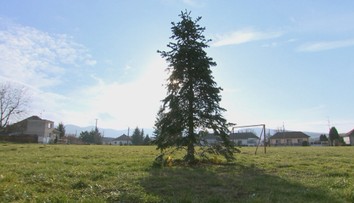 Bol to zámer alebo vyhrala kvalita? Obec preplatila vianočnú jedličku päťnásobne