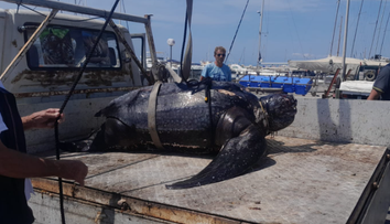 VIDEO: Talianski potápači vylovili z mora obriu korytnačku. Museli použiť žeriav