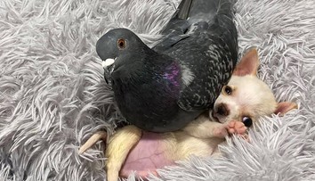 Holub, ktorý zabudol lietať, sa nevie odtrhnúť od rozkošnej čivavy s ochrnutými labkami