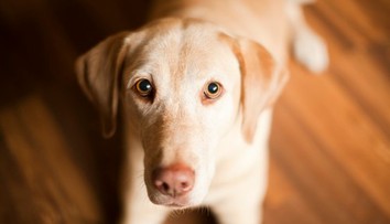 Má váš pes opakovanú hnačku? Parazit môže byť prenosný aj na človeka