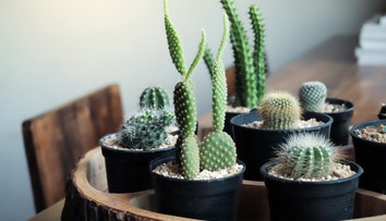 Pestujete doma kaktusy? Takto ich správne zazimujete