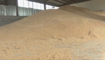 Slovensku hrozí žaloba od Európskej komisie. Nepáči sa jej, že sa sem nedováža pšenica z Ukrajiny