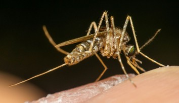 Dovolenka, na ktorú nezabudnete. V raji sa šíri vírus s bolestivými následkami