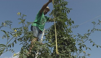 Paradajka extrémnych rozmerov: Rudolf na jej obratie potrebuje rebrík