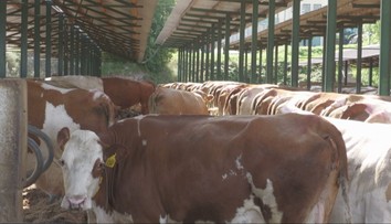 Zápal pľúc, panika a pátranie. Hygienici hľadajú zdroj nákazy Q horúčkou