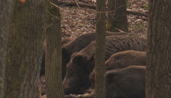 Slintačka ohrozuje aj divú zver. Ak by sa šírenie nákazy v lese vymklo spod kontroly, hrozila by katastrofa