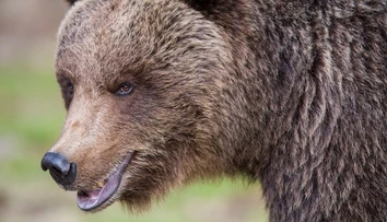 Veľký pozor na severe Slovenska. Pohybuje sa tam zranený medveď