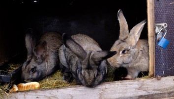 Nebezpečná myxomatóza: Ohrozené môžu byť aj domáce chovy, mäso z chorého králika by ste nemali jesť