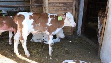 Uhynutá krava v Holandsku mala pozitívny test na chorobu šialených kráv
