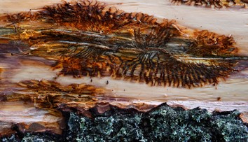 Revolúcia v boji s lykožrútom. Ekológovia našli spôsob, ako zachrániť stromy