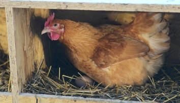V štátnych jedálňach je minimum slovenského kuracieho mäsa