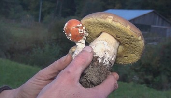 Unikátny nález dokazuje: Kde rastie muchotrávka, hľadaj aj dubák