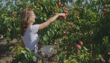 V sade to žije: Zberači bojujú o najlepšie marhule, sezóna potrvá ešte niekoľko týždňov