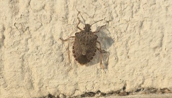 Smradľaví neželaní nájomníci jesene sú opäť na scéne. Hmyz si vo veľkom hľadá teplý azyl na zimu