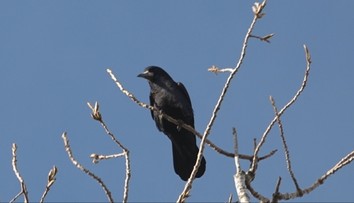 Žijú v hluku a špine. Obyvatelia Nových Zámkov sú obkľúčení havranmi