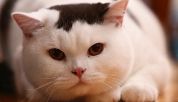 Prekvapivé zistenie o mačkách. Aktivita, ktorú obľubujú najmä psy, im vôbec nie je cudzia