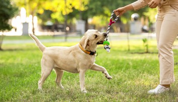 Vedci vysvetľujú, prečo pes vrtí chvostom. Dôvody vás prekvapia