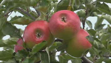 Nie sú to jahody ani broskyne. Tento druh ovocia si získal Slovákov, jedia ho celý rok