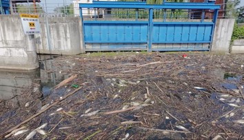 Rieka Nitra vyplavila jeden a pol tony uhynutých rýb. Špekuluje sa o otrave, problémy narobili aj horúčavy