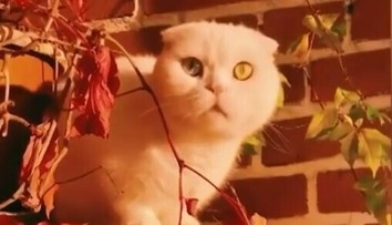 VIDEO: Tohto kocúra si zamilujete. Josef má oči vo farbách švédskej vlajky