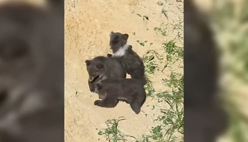 VIDEO: Prijali ju do medvedej rodiny. Lada a Vesna sa so Zorou rýchlo spriatelili