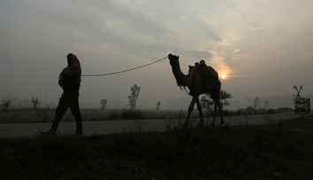 Na žiadosť domorodcov v Južnej Austrálii zastrelia tisícky tiav