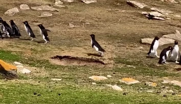 VIDEO: Popletený tučniak sa pridal k nesprávnej skupine. Video z Falklandov baví sociálne siete