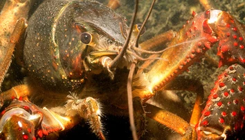 Biologická bomba na severe Čiech. Prvýkrát objavili invázneho predátora, ktorý likviduje všetko živé a prenáša mor