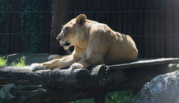 Bratislavská zoo prišla o legendu. Museli utratiť 21-ročnú levicu