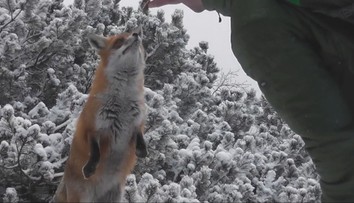 Tatranské líšky si až príliš zvykli na prítomnosť ľudí. Za kúsok jedla im rady zapózujú, je to však hazard so zdravím