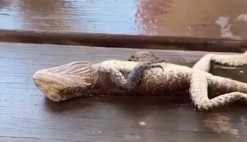 VIDEO: Hasiča čakal netradičný prípad. Jaštericu musel ratovať masážou srdca