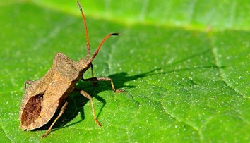 Neželaní návštevníci v domácnostiach: Sú pre nás bzdochy nebezpečné?