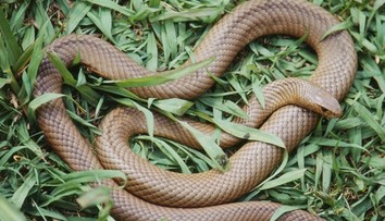 Chlapca uštipol druhý najjedovatejší had na svete, nemal šancu prežiť. Rodina je zdrvená