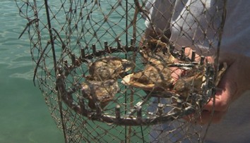 Jedna z najväčších lahôdok na Jadrane je dostupná len na pár miestach