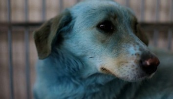 VIDEO: V Rusku odchytili psov s modrou srsťou. Príčina sfarbenia je nejasná