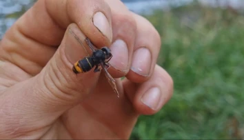 Sršne poštípali tri deti v Bratislave. Lekári im museli podať adrenalín
