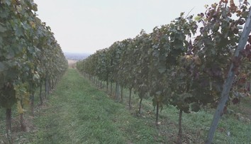 Choroba zlatého žltnutia devastuje vinohrady: Strekov prežíva ťažké časy