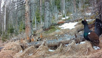 Hlucháňa sme nechránili dostatočne. Stále čakáme, či od Únie dostaneme aj pokutu