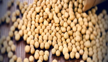 Slováci možno ani netušia, že jedia geneticky modifikované potraviny. Môže za to táto surovina