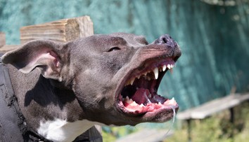 Hra so sestrou sa pre chlapca skončila katastrofou. Pitbul mu doslova roztrhal tvár