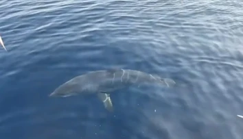 VIDEO: Hrôzostrašné stretnutie v Chorvátsku. Vedľa lode sa odrazu zjavil trojmetrový žralok