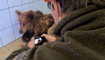 Navštívili sme poľovníka, ktorého napadla medvedica. Jedna vec mu podľa odborníka zachránila život