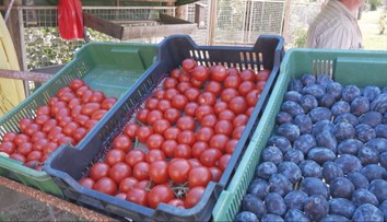 Zeleninu, ovocie či kvety ponúkajú pred domom. Augustové nákupy majú svoje čaro