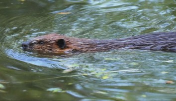 Bobry v Tatrách sa pohybujú v okolí zdroja pitnej vody. Ako si s nimi poradia?
