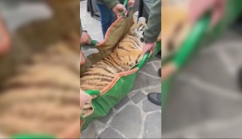 Chovateľovi zhabali štátni inšpektori tri tigre. Nelegálne ich držal v garáži
