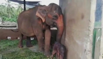 VIDEO: Zrodil sa menší zázrak: Po 80 rokoch sa v zajatí narodili slonie dvojičky